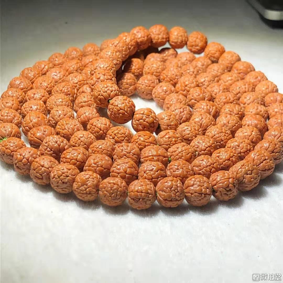 金刚菩提菠萝蜜牛津红,金刚菩提买原色的还是牛津红