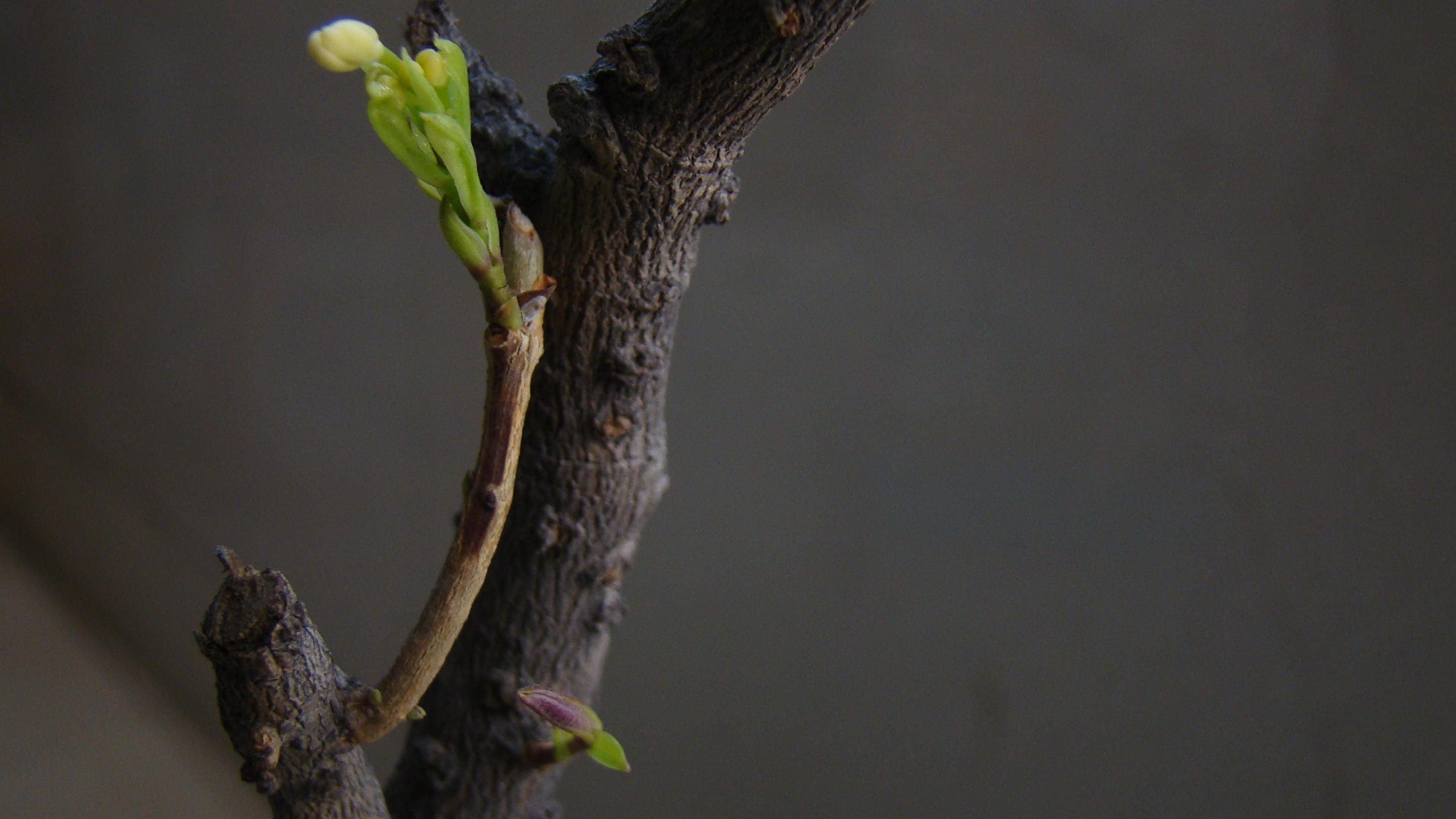 盆栽桂花怎么挽救,盆栽桂花落叶怎么补救视频