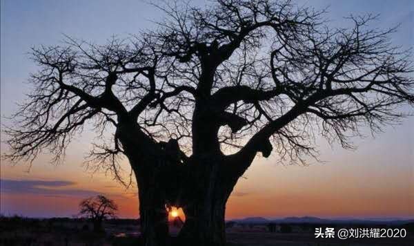 狂野坦桑尼亚：我骑长颈鹿来了！__《东非、北非采访历险记》13