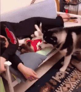 新娘开心的搞笑视频,搞笑gif开心一刻女司机上车