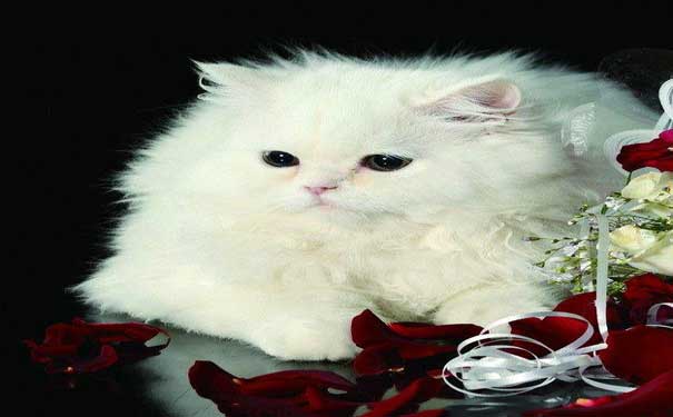 疫情期间严禁出行,疫情期间禁止出行的猫