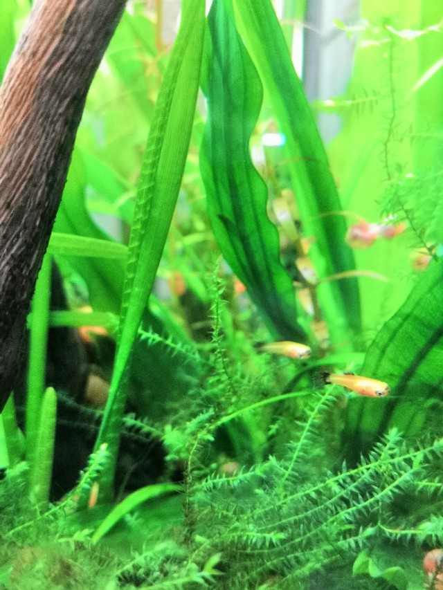 草缸滤桶如何配置滤材,草缸滤桶滤材摆放顺序