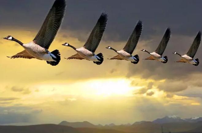 美洲雁养殖方法和注意事项,幼雁怎么养