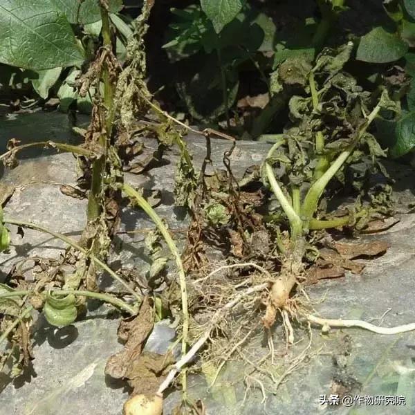 马铃薯病害知识与防治书籍,马铃薯黑胫病病害及防治方法