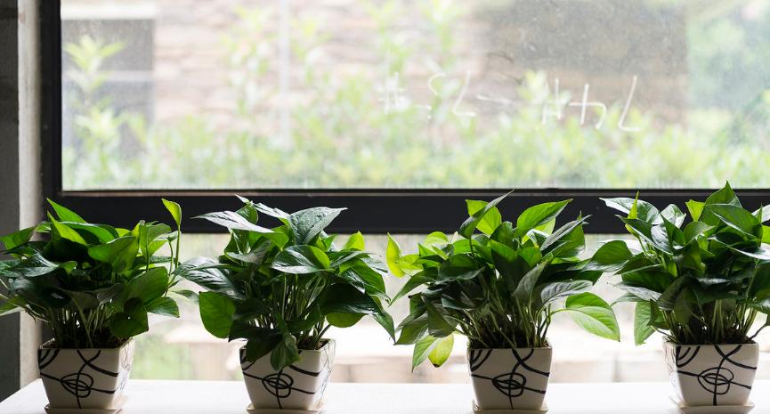 绿萝怎么养才能更旺盛可以晒太阳,绿萝怎么养才能更旺盛不用肥料