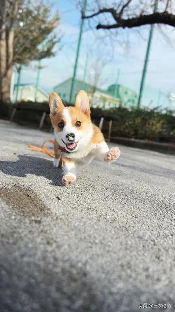 中医治疗狗狗拉稀腹泻,狗拉稀带血怎么治疗最快最有效