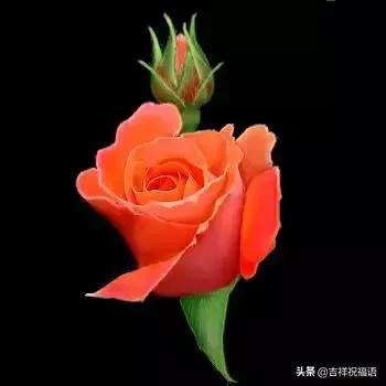 5201314，送你999玫瑰花，祝你爱情甜甜蜜蜜