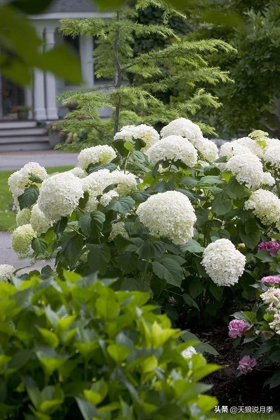 绣球季家里不缺花，全场8折迎初夏