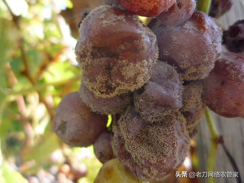 灰风暴葡萄灰霉病,霜霉病灰霉病什么情况易发生