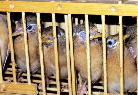 如何驯服鸟儿,小高脚鸟怎么驯服