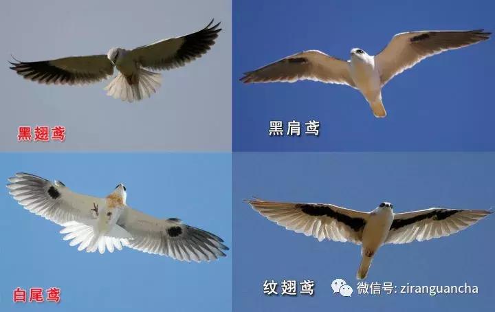 睁大眼睛，别以为它们都是一种鸢