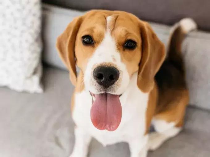 美国家庭都养什么犬,美国人喜欢养什么猛犬