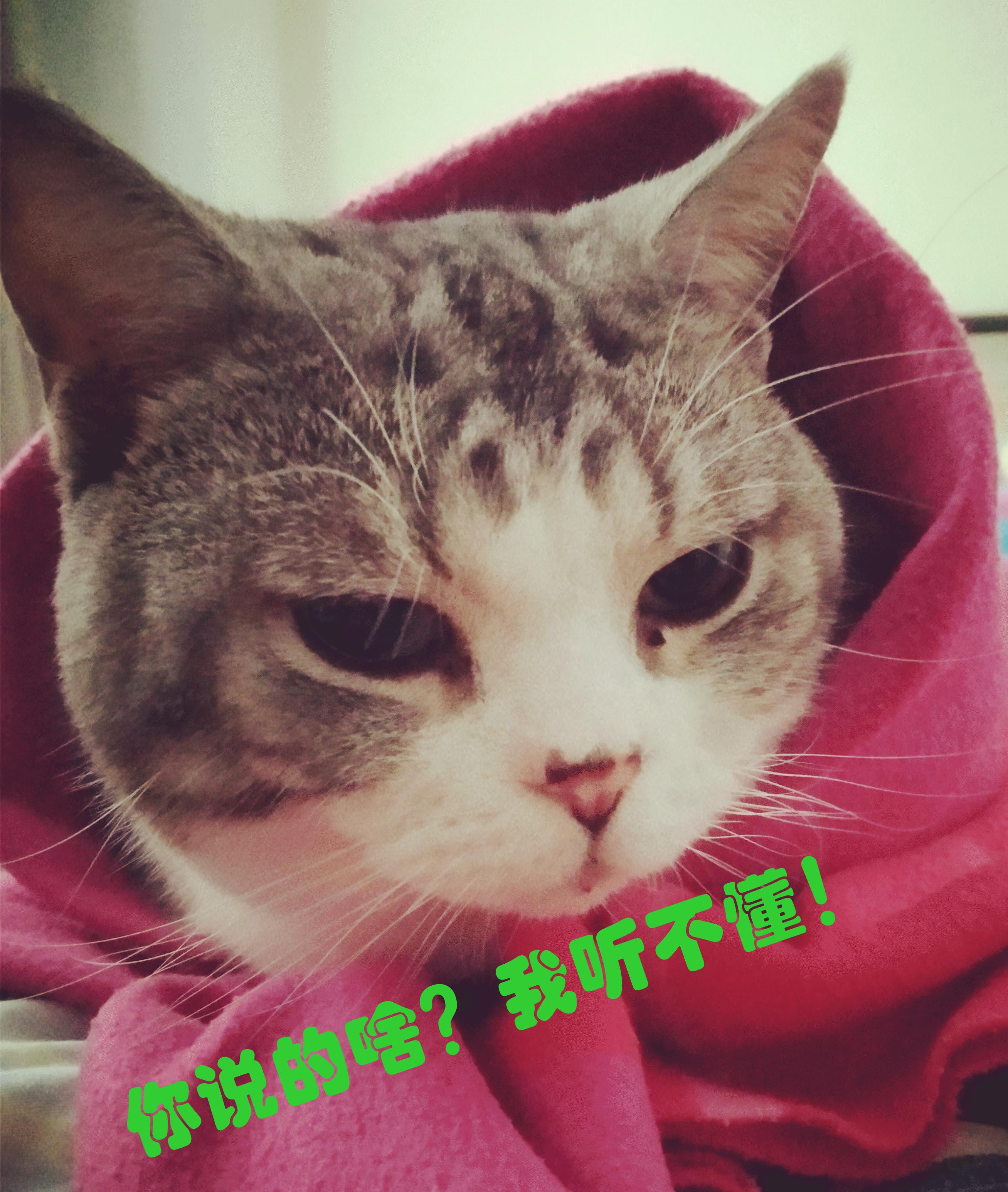 猫咪尿床去除猫尿味消毒液,除猫尿的最好方法