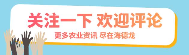 南瓜化瓜最有效的土办法,菜瓜怎么用最有效