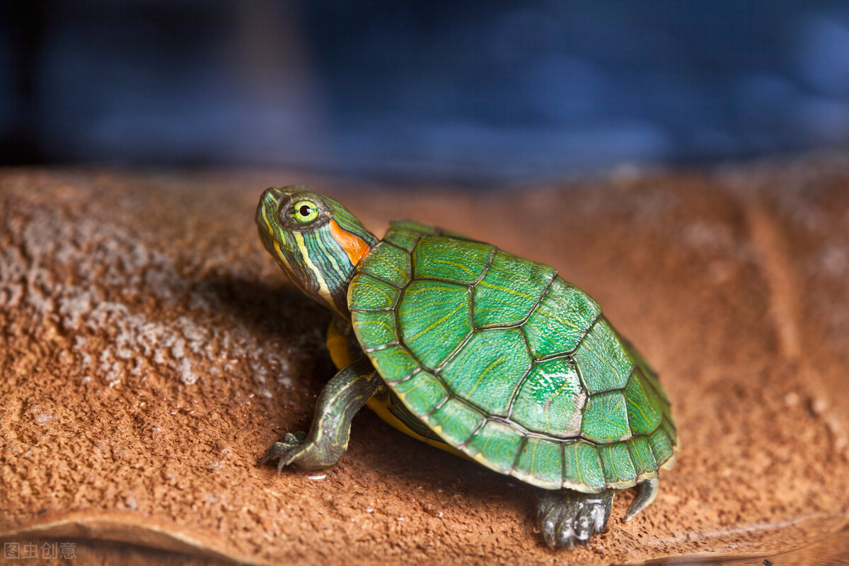 新手养乌龟怎么选健康的龟,新手养乌龟养什么龟最好第一名