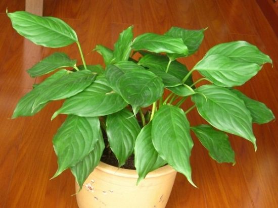 万年青养护的正确方法,万年青怎么护理