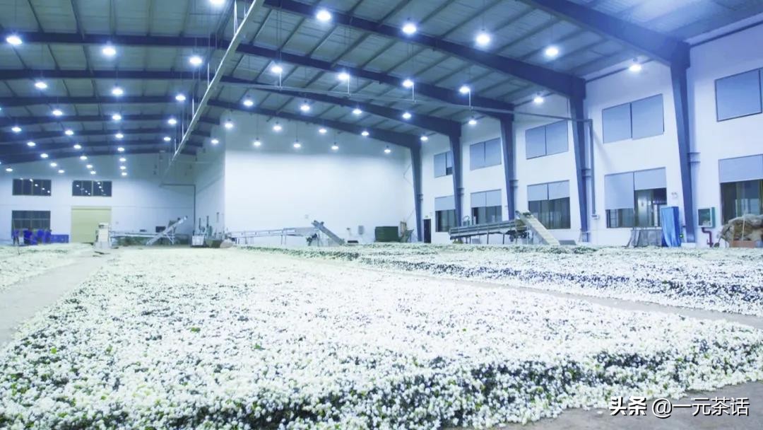 张一元龙毫茶多少度水冲泡,春之茶明前龙井