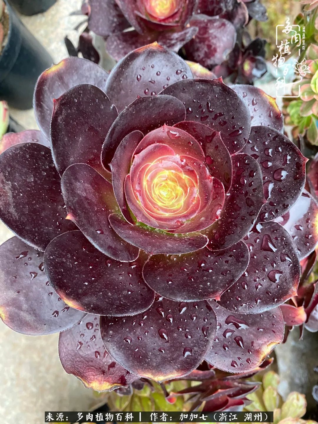 没根的法师夏天怎么养,五法师阵容