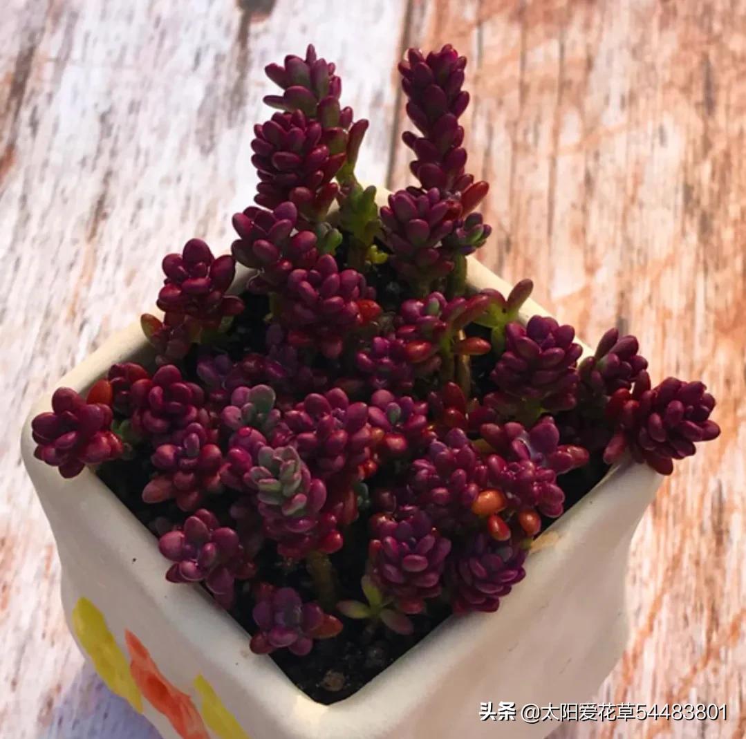 紫米粒多肉是什么样子,紫米粒多肉用什么盆养好