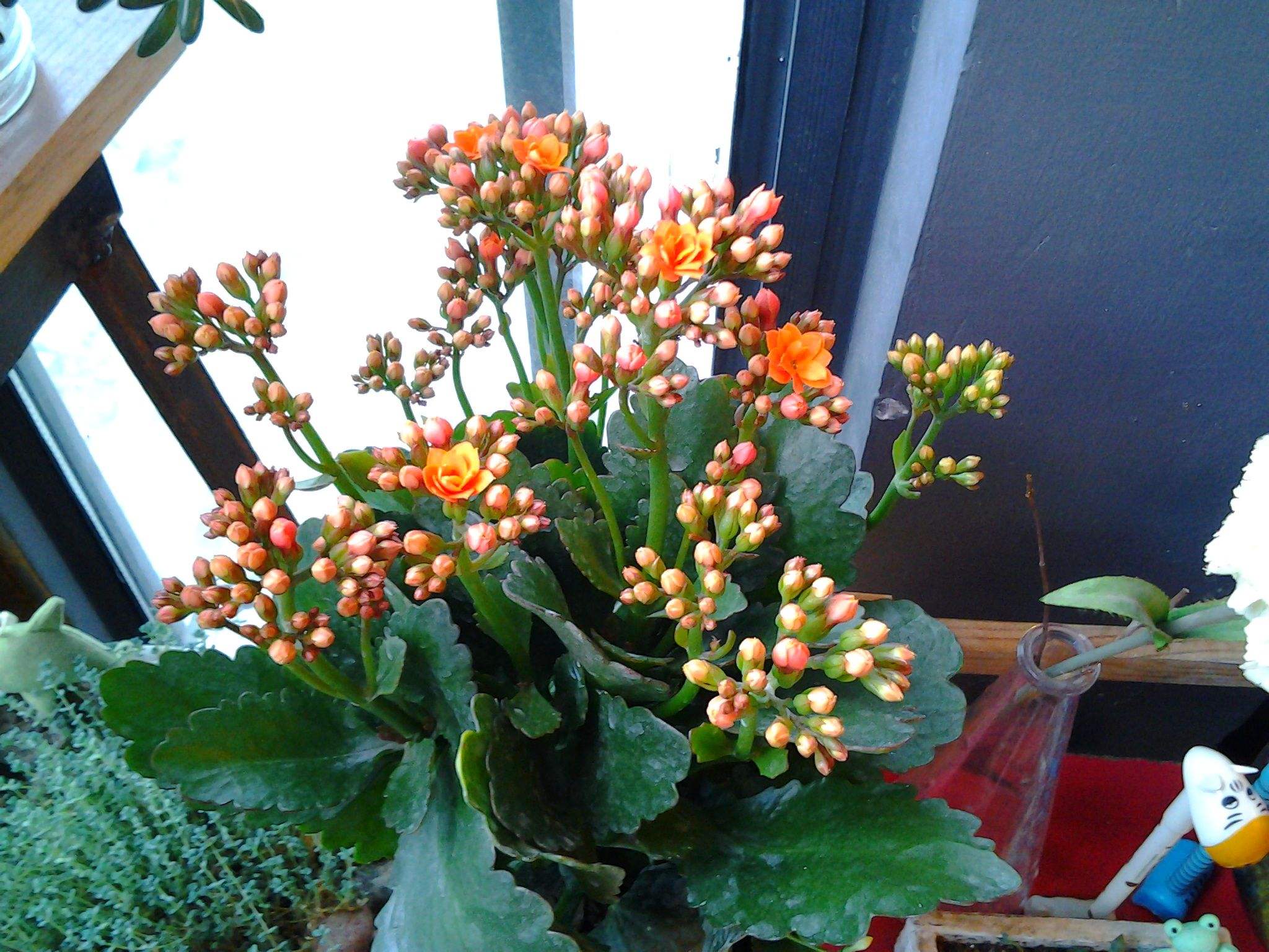 阿司匹林药片如何兑水浇花,阿司匹林营养液合用浇花好吗