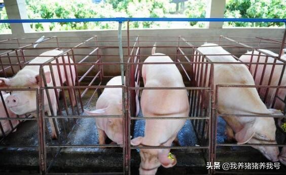 硫酸粘菌素和硫酸粘杆菌有区别,硫酸粘菌素和电解多维能混用吗