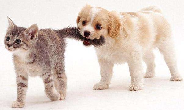 体外驱虫药可以驱体内寄生虫吗,宠物驱虫为什么还有寄生虫