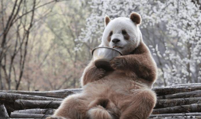 中国发现过的全球新物种,中国发现新物种