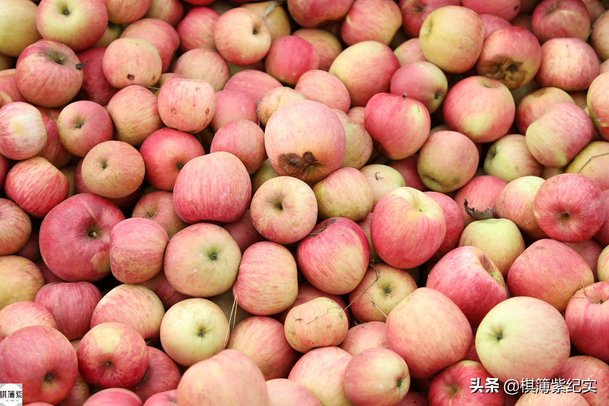 暴雨成苹果终结者？果农将4000棵果树全砍光：我不接受采访