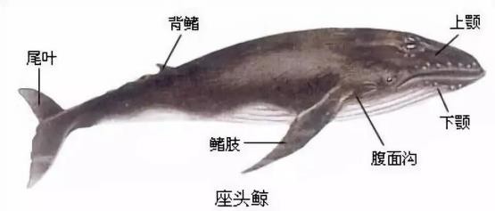 路亚鱼种类大全,长江鱼种类大全图片