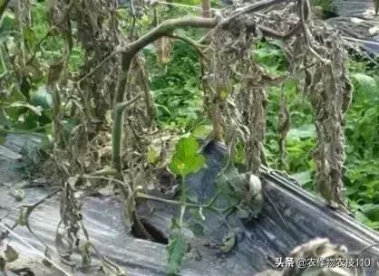 怎样预防番茄重茬,秋季阴雨天番茄病害预防