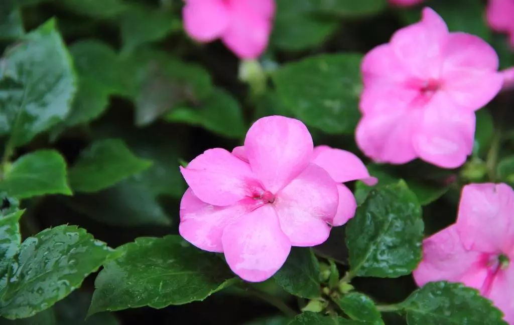 我准备在阳台种一盆非洲凤仙，谁知种着种着成了一阳台凤仙花