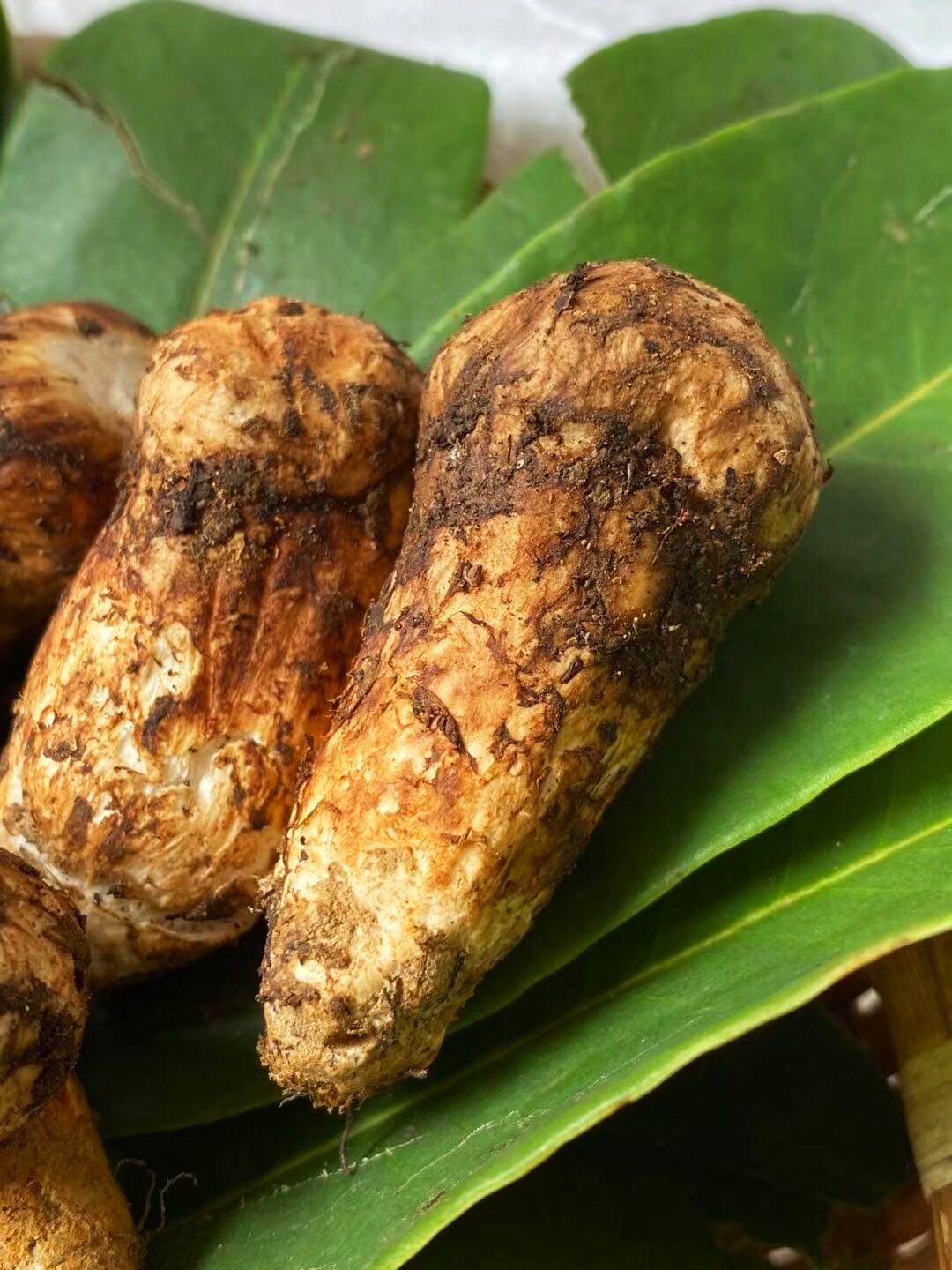 新鲜松茸怎么保存,新鲜的松茸菇怎么保存