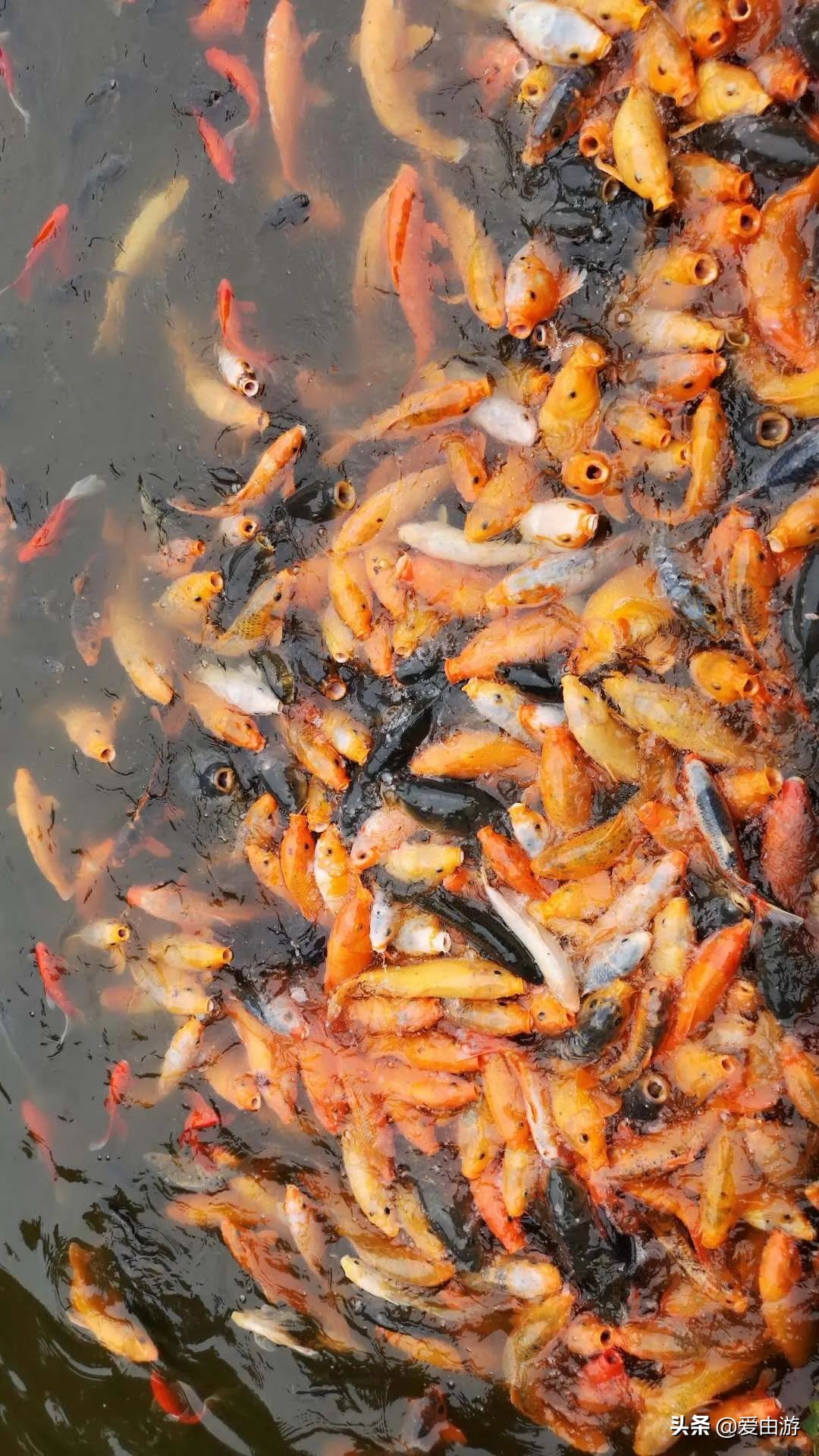 疫情后旅行新玩法,“州”游之衢州四天三夜