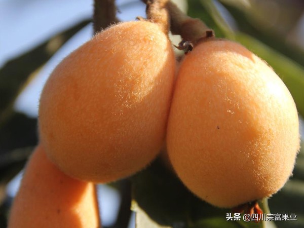 枇杷品种哪种最好,枇杷最好的品种是哪种