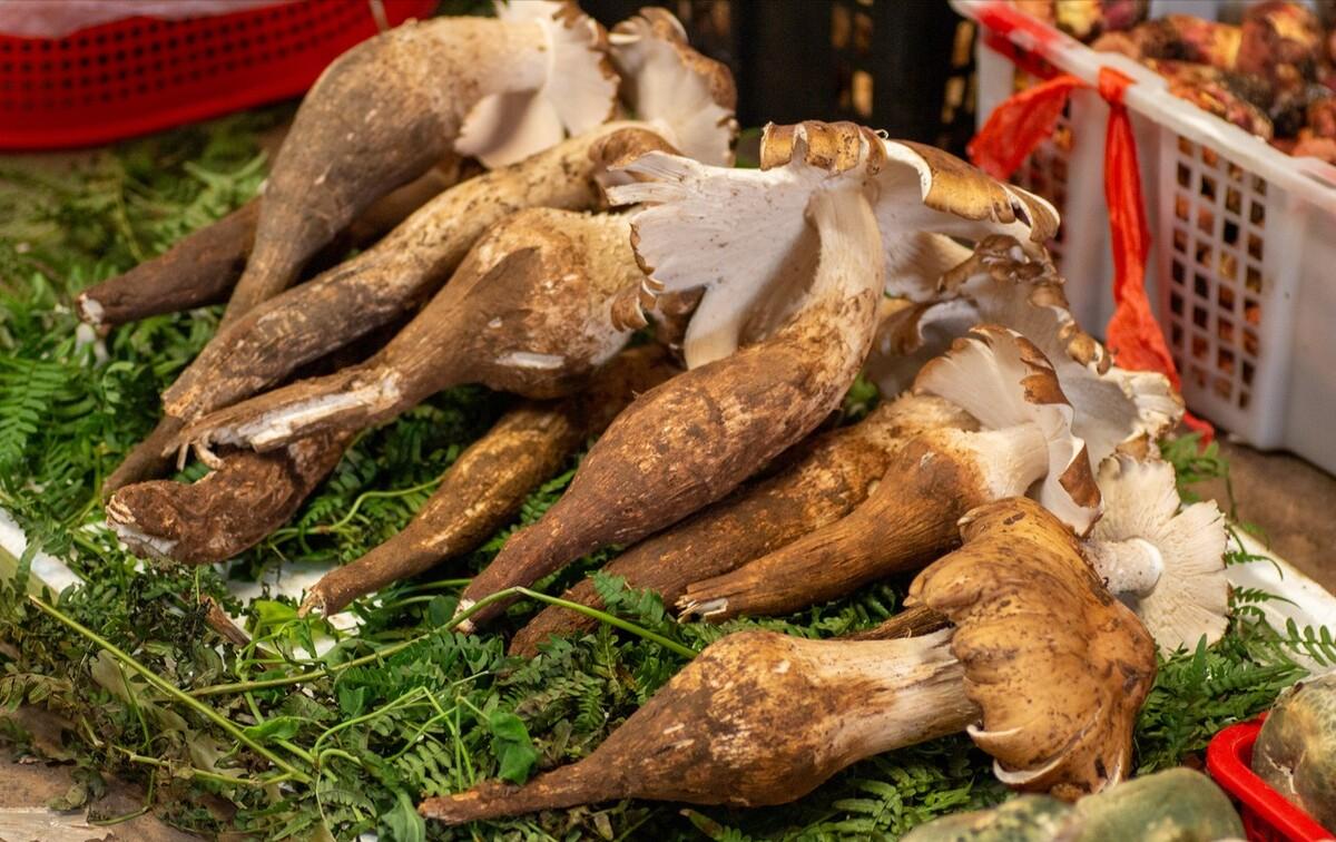 云南有什么特产可以带回家,云南补品十大特产