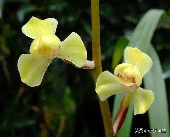 为什么兰花被称为国兰,为什么兰花又叫国兰