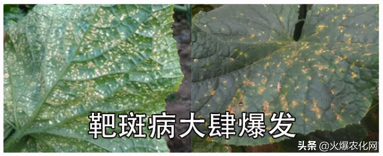 褐斑病怎么治好得快,褐斑病病斑