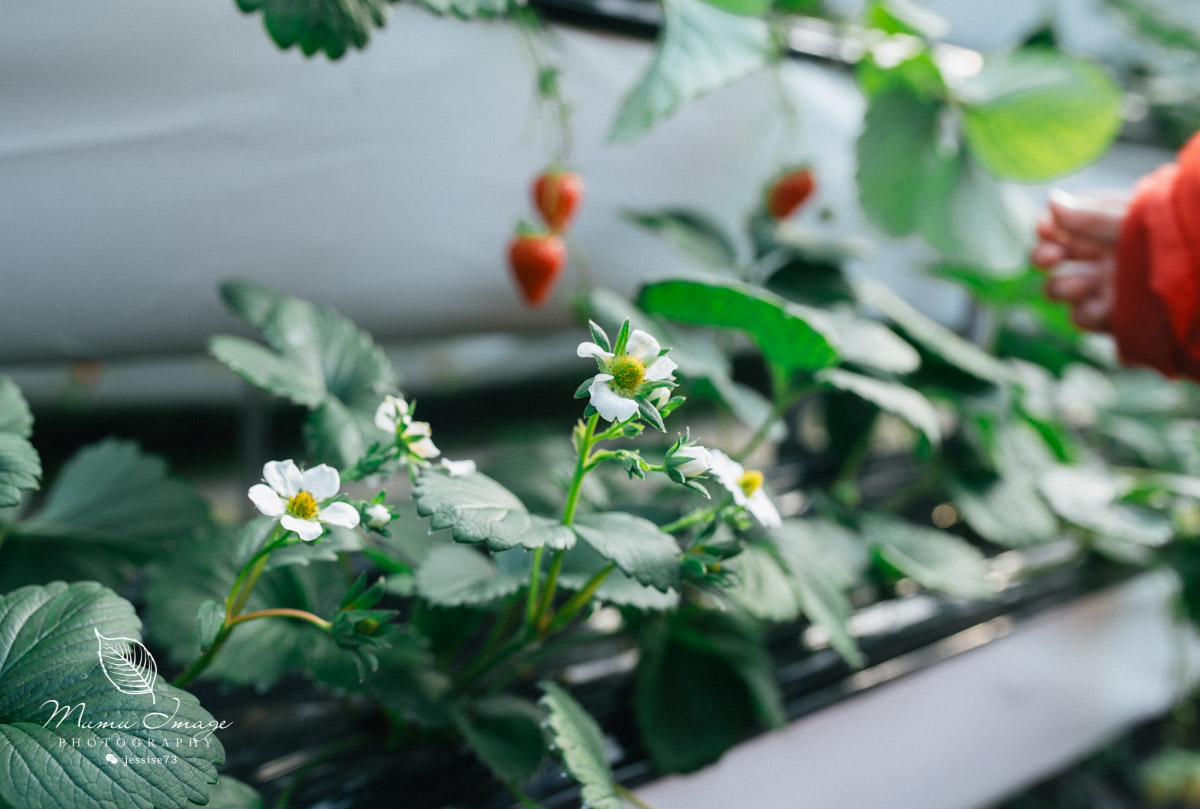 几百亩草莓采摘基地，无销售，不够卖，老板：绿色天然无公害