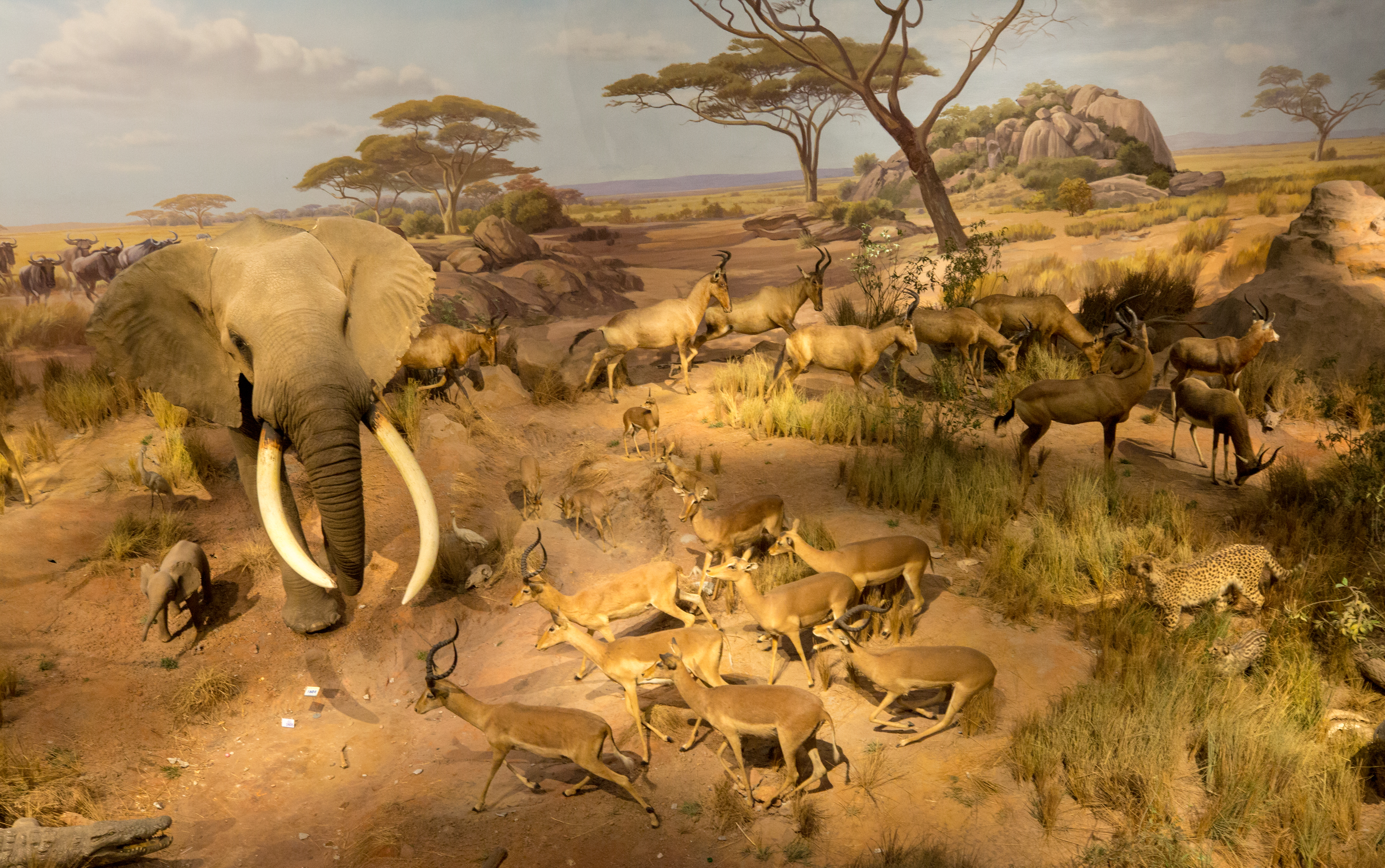 有些幸福的大象“躺平”了，而有些大象一直“在路上”！