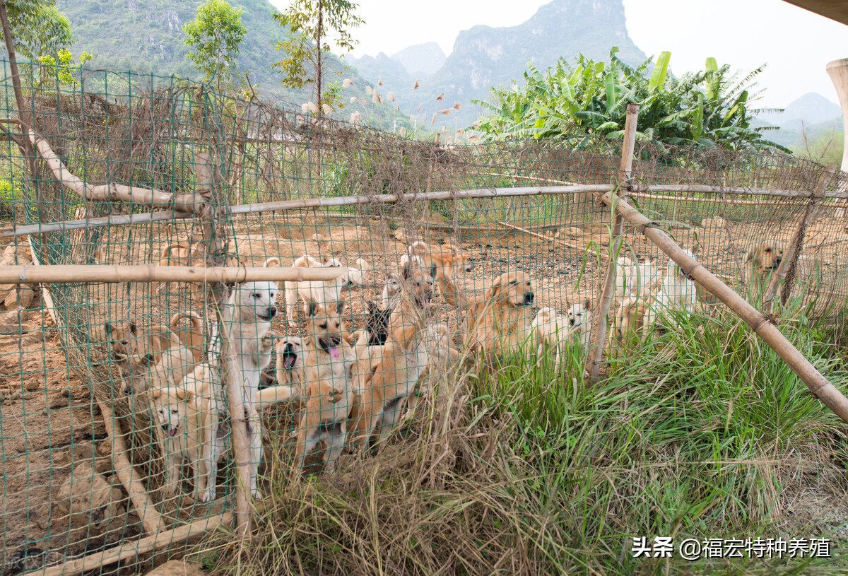 肉狗养殖业的发展前景是什么,肉狗养殖的前景如何哪里有狗苗