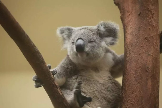 广州长隆野生动物世界的奇幻之旅,番禺长隆野生动物园1天旅游攻略