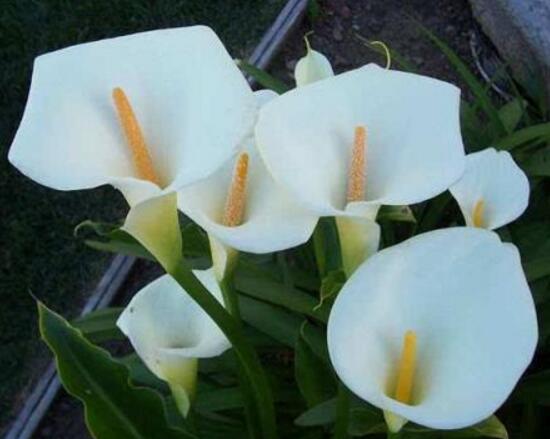 马蹄莲的养殖方法和注意事项,马蹄莲养殖技术方法和注意事项