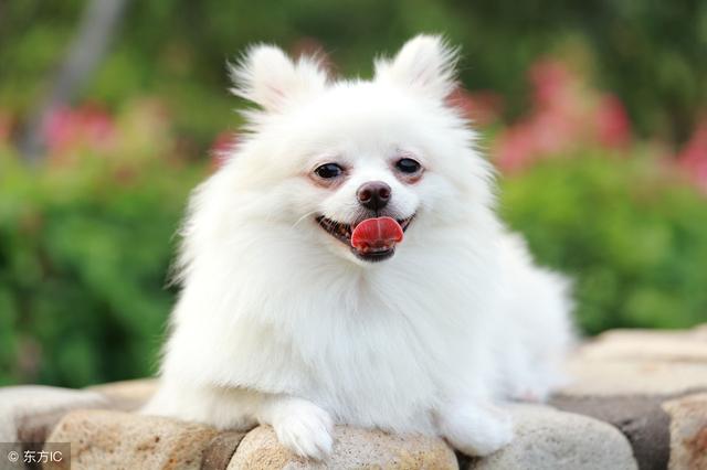 博美犬美容全套教程,怎么美容博美