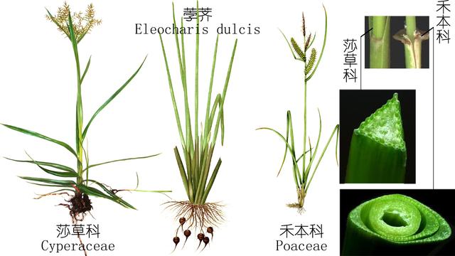 探索荸荠︱以及西关“泮塘五秀”是什么、何为江南“水八仙”?