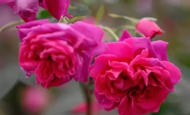 每天学习一点点花卉,100种常见玫瑰品种