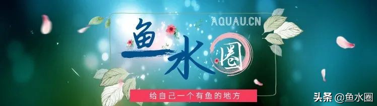 三湖鱼简介,三湖鱼是哪些湖的