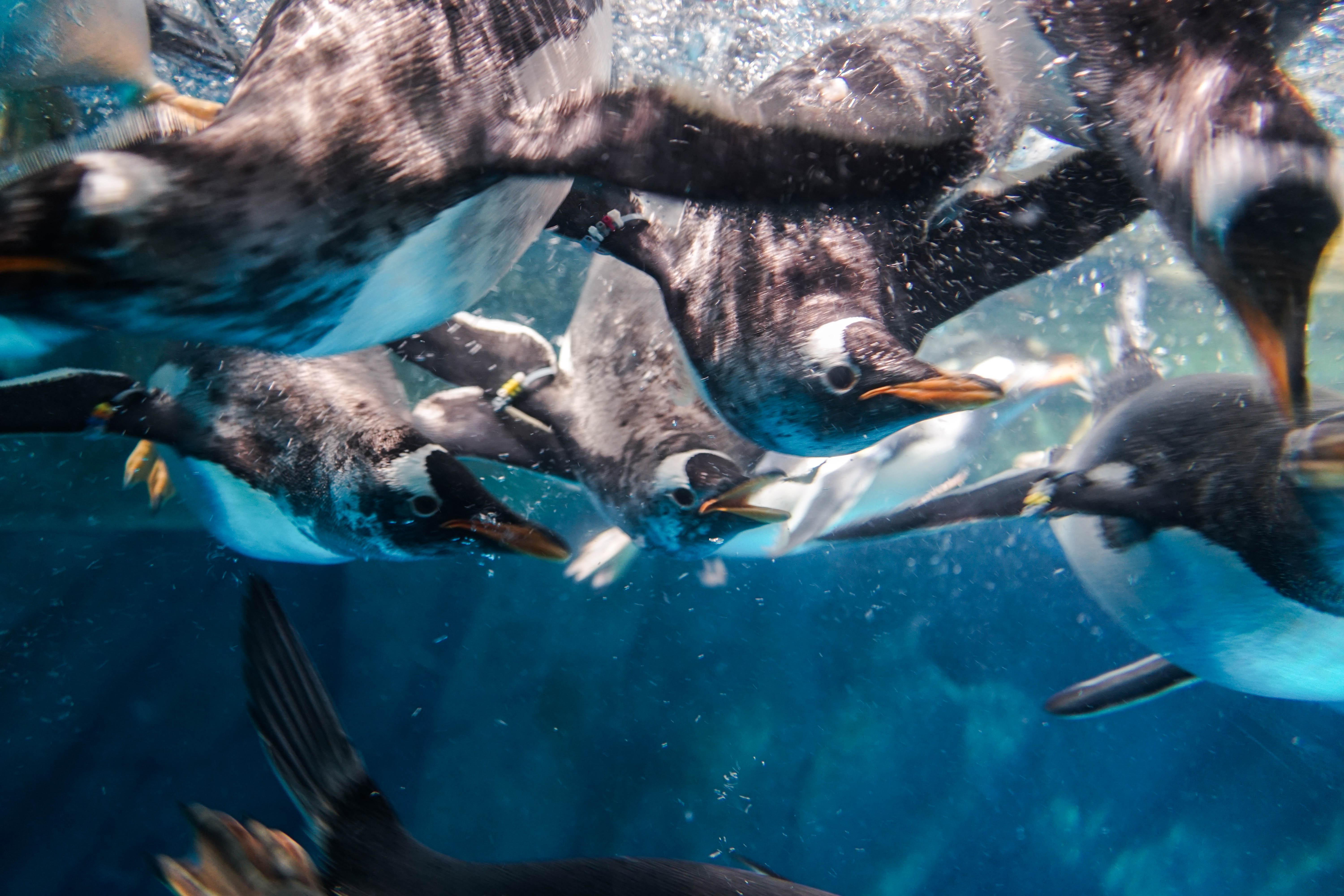 塞班蜜月旅游照,塞班岛蜜月自由行攻略