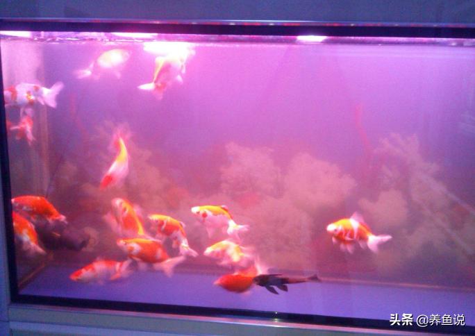 家里鱼缸水质浑浊往这看，别给鱼缸换水，这有一种简单处理方法