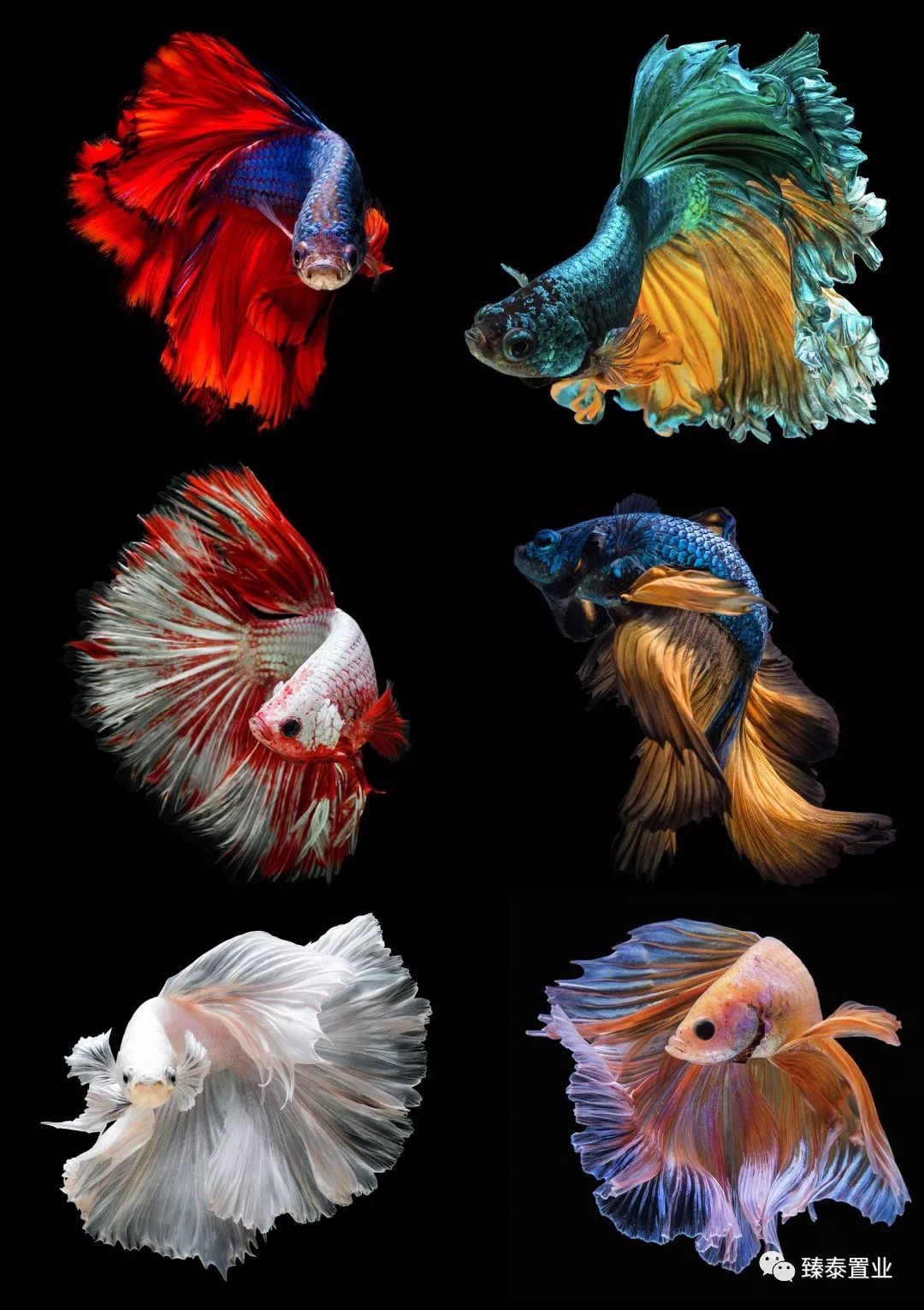 暹罗斗鱼——色与美的战舞