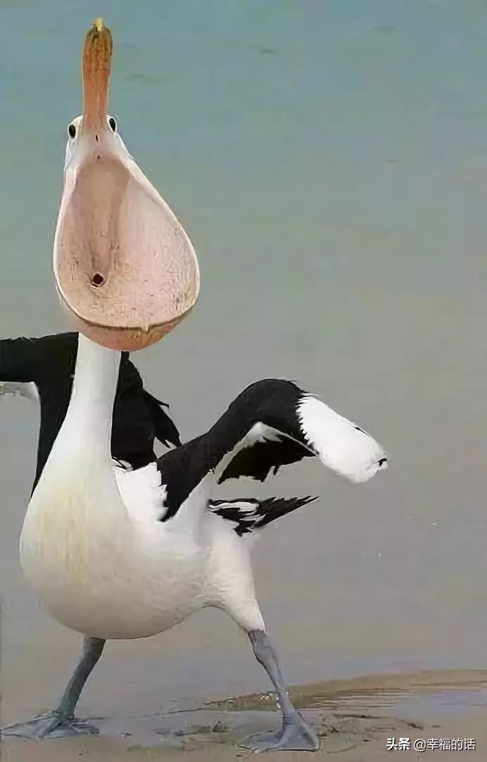 鸟类选美赛,最新鸟类选美大赛